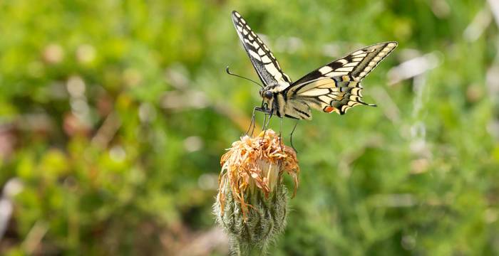 Schmetterling Schwalbenschwanz auf Blumenwiese