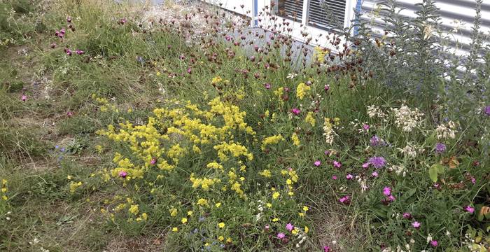 Prairie sèche en fleurs