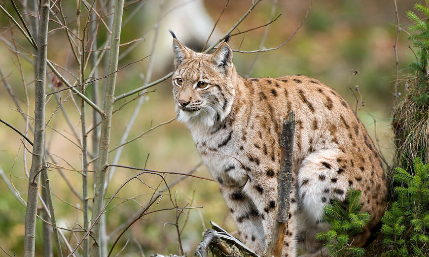 Luchs sitzend