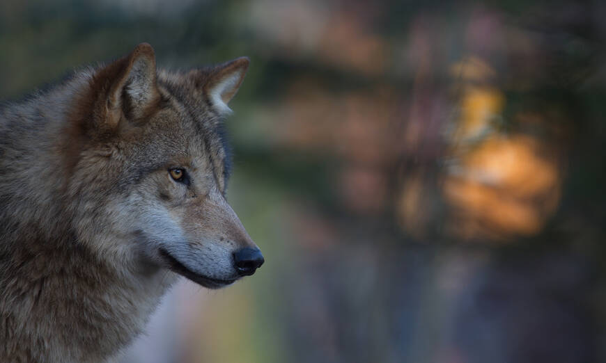 Wolf in mystischer Abendstimmung