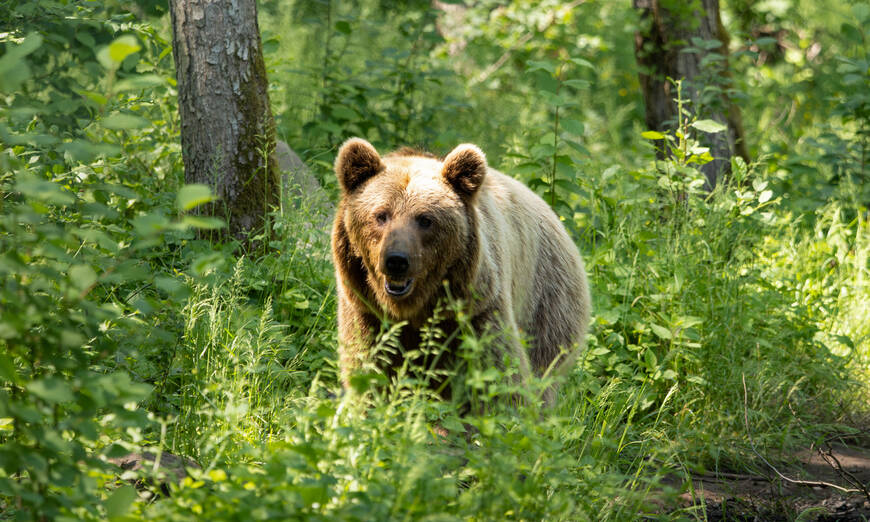 Braunbär im lichten Wald