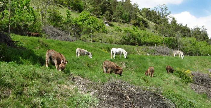 Pâturage avec des ânes à Chalais