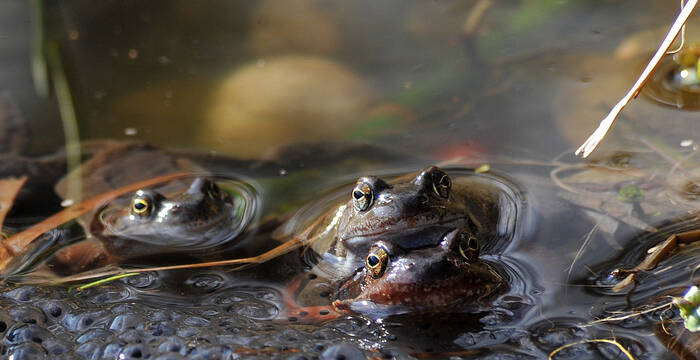 Grasfrosch