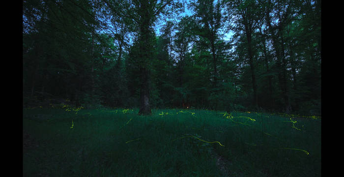 Kleine Glühwürmchen im Waldfreidhof Schaffhausen @ Sylvia Michel