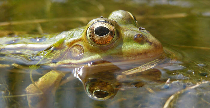 Kleiner Wasserfrosch im Teich