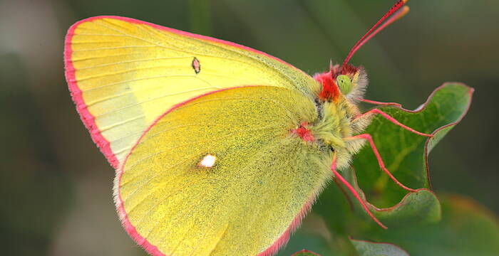 Colias palaeno maschio