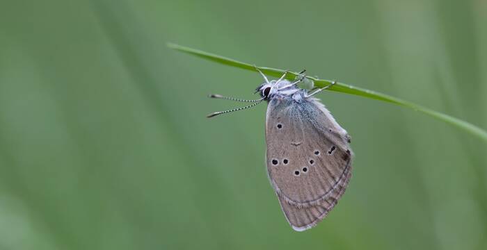 Polyommatus semiargus