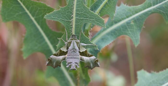 Proserpinus proserpina