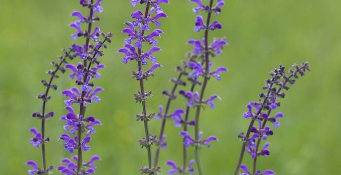 Salvia pratensis