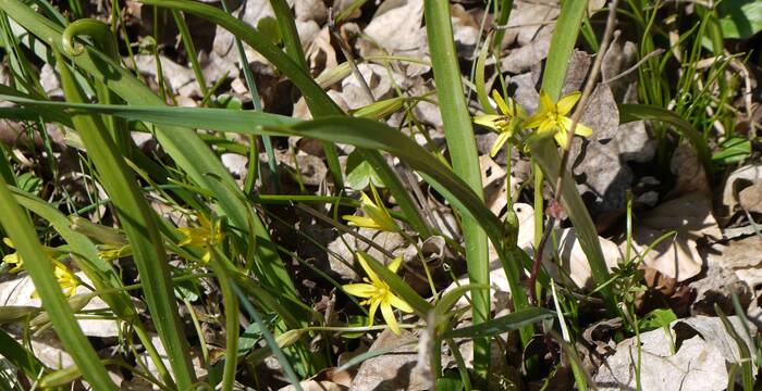 Wald-Gelbstern (Gagea lutea)