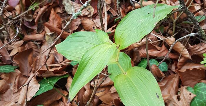 Stendelwurz (Epipactis sp.) im Schlösslibuck