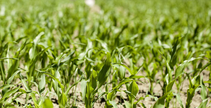Maisfeld mit trockener Erde
