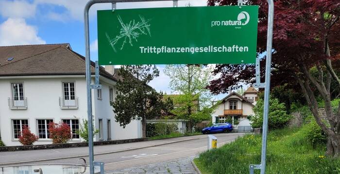 Fenster zur Trittpflanzengesellschaft