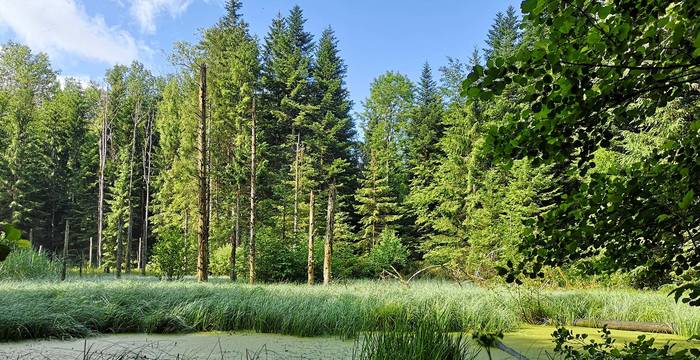 Forêt devant l'étang,