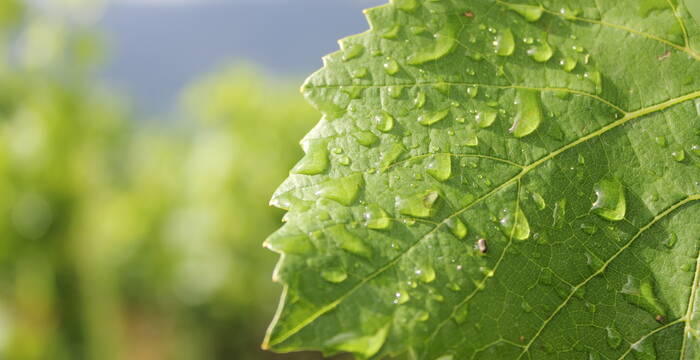 Feuille de vigne avec rosée du matin © Amina Clénin