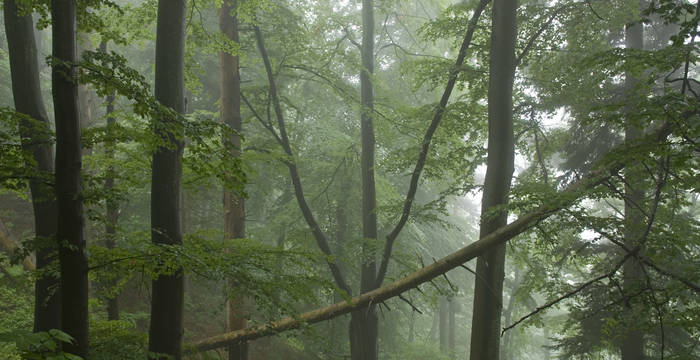 Waldreservat