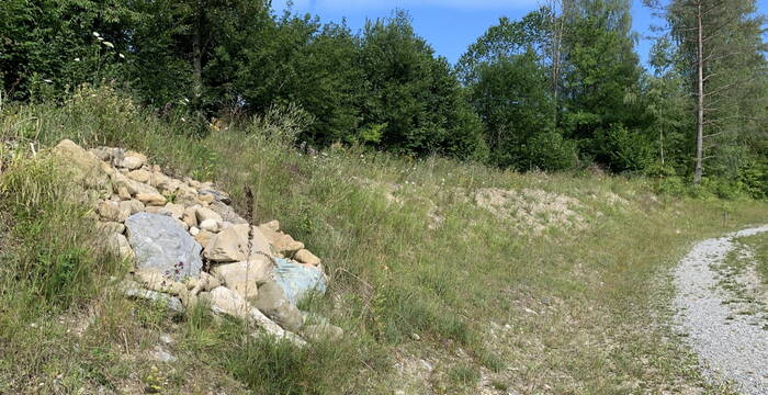 Espel Ruderalböschung @ Pro Natura St. Gallen-Appenzell