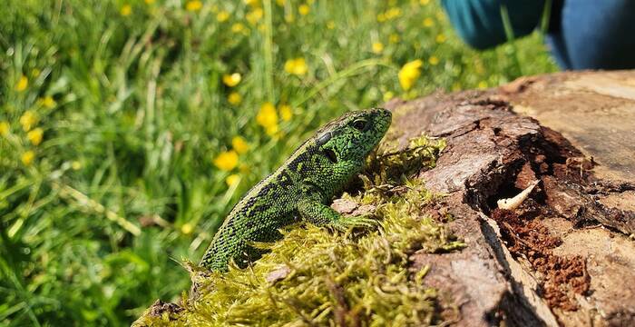 Lézard agile observé à Essertfallon sur un tas de bois du projet