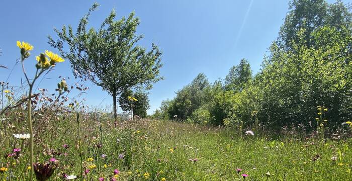 Hochstammobstbäume und bunte Blumenwiese. Foto: Roger Hodel