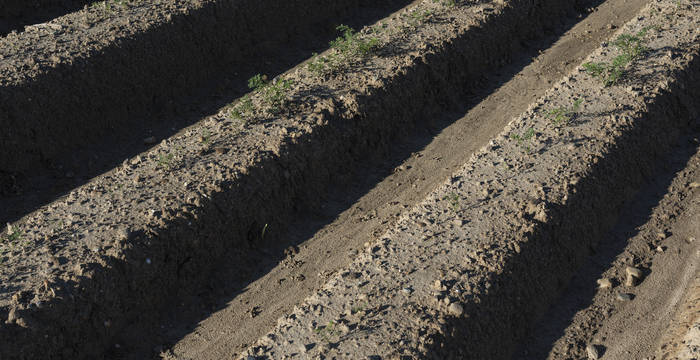 Landwirtschaftlich genutzte Böden ohne schützende Vegetationsdecke sind anfällig für die Auswaschung von Schadstoffen ins Grund- und Trinkwasser.