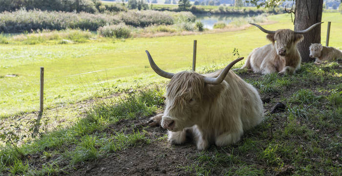 Pour que la vision devienne réalité, le cheptel d’animaux de rente doit s’adapter au fourrage disponible. Les ruminants sont nourris avec l’herbe locale, tels ces bovins dans l’Epsenmoos, près de Walperswil (BE).