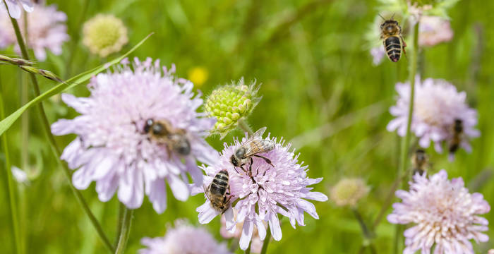 Bienen auf Acker-Witwenblumen