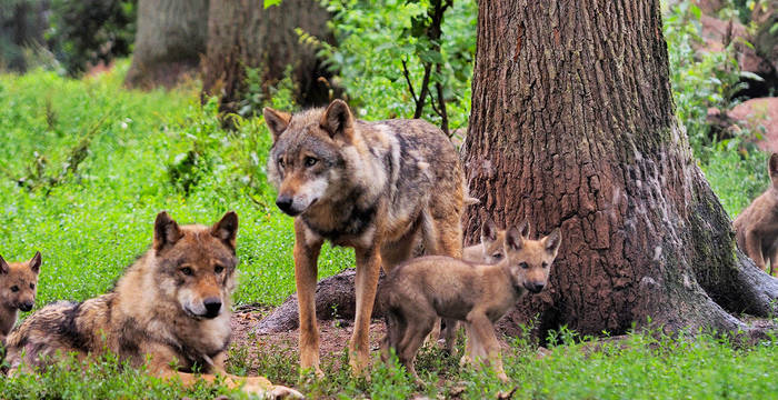 famiglia di lupi nella foresta