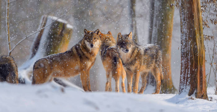 Drei Wölfe im verschneiten Wald