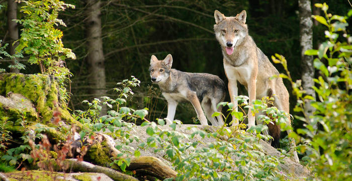Wolf mit Jungtier