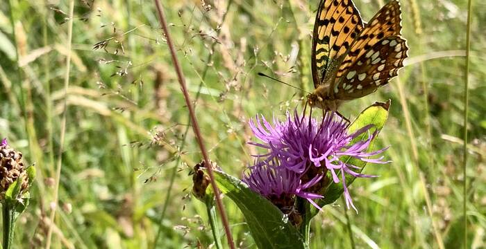 Schmetterling