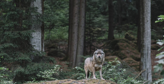 Symbolbild Wolf ©iStock