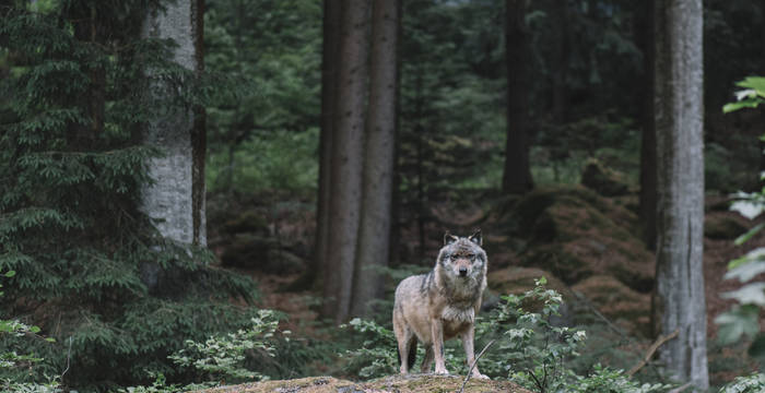 Wolf im bayrischen Wald