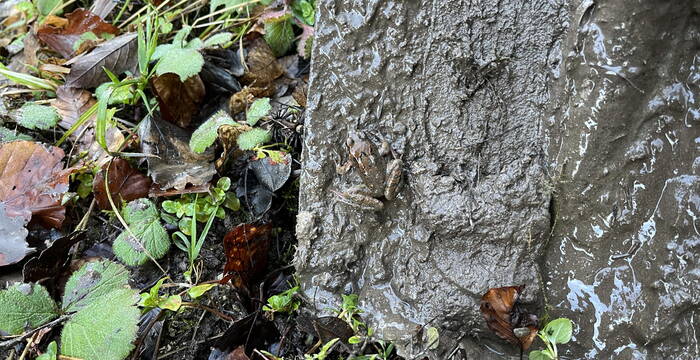 Grasfrosch auf Spaten