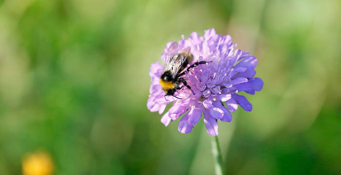 Ackerwittwenblume mit Biene