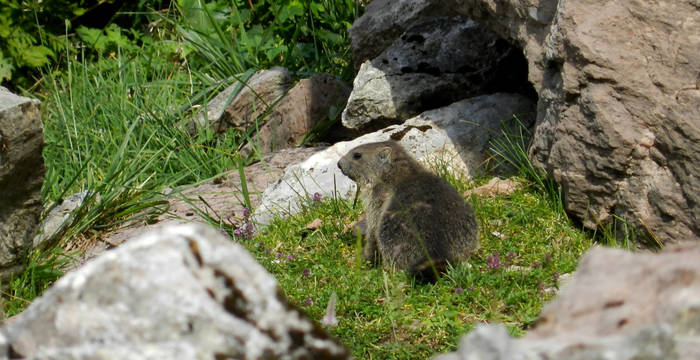 Jeune marmotte parmi les rochers