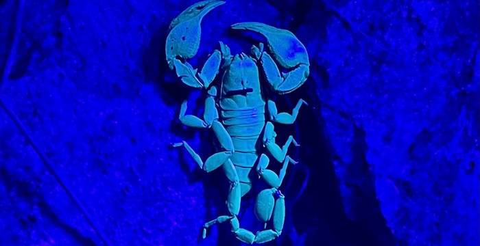 Scorpion par Eglantine Chappuis