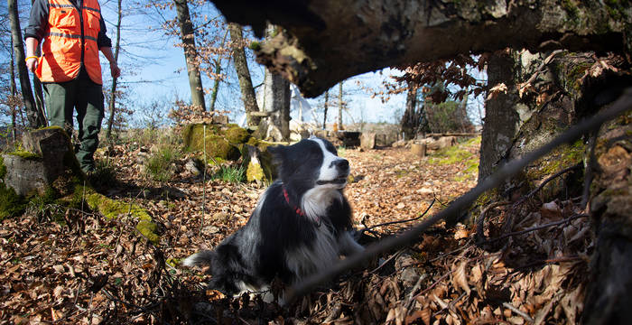 Le chien renifleur indique à son maître un scarabée qu'il a trouvé dans un tronc.