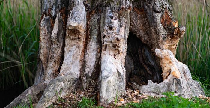 Spuren des Bauherrn: Das angenagte Holz am Lobsigensee zeigt klar: hier wohnt ein Biber. © Timon Bucher, Urbanum AG 