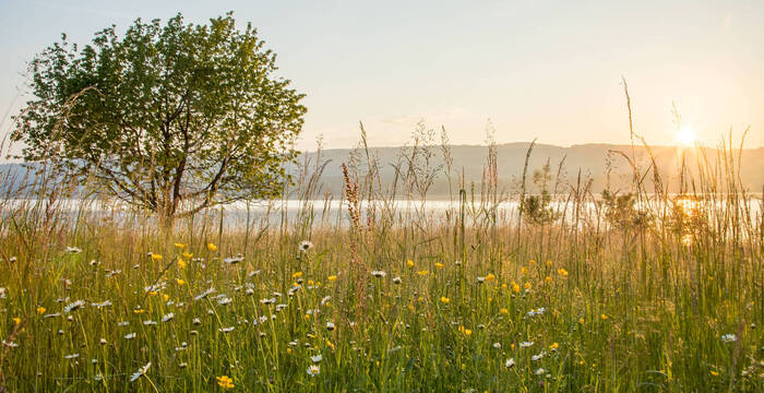 Sonnenuntergang am Baldeggersee