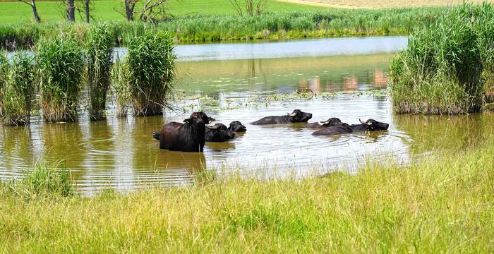 Sie fühlen sich sichtlich wohl im Lobsigensee: Die momentan sieben Wasserbüffel präsentierten sich während der Exkursion nach der Preisverleihung. © Richard Geer