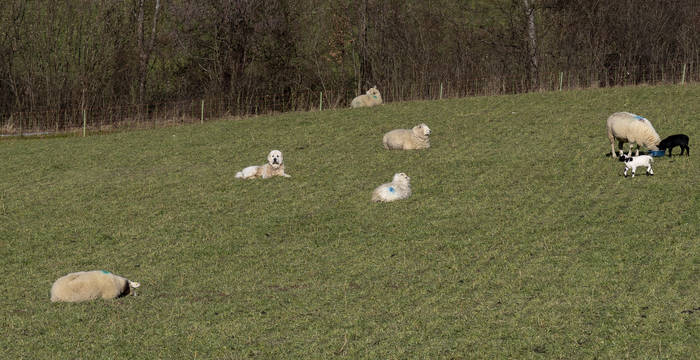Herdenschutzhund auf Schafweide