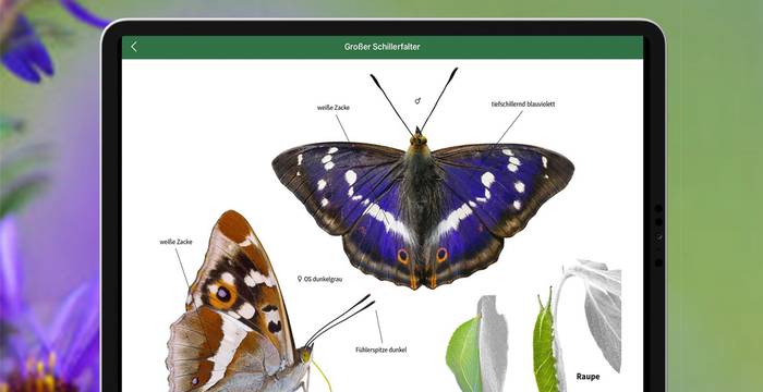 Screenshot aus der App Pro Natura Insektenführer