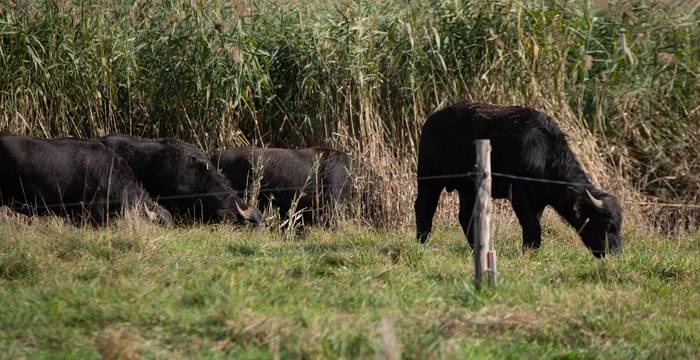 Naturschützer mit Hörnern: Die Wasserbüffel des angrenzenden Landwirts pflegen das neue Naturschutzgebiet. © Timon Bucher, Urbanum AG 