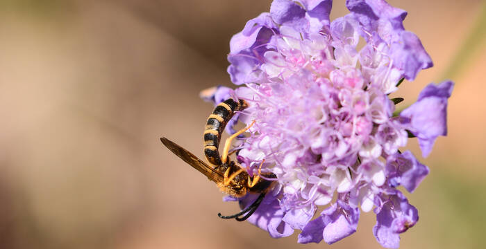 male d'halictus scabiosae sur sa plante hôte Scabiosa columbaria