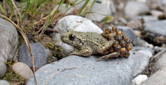 Crapaud accoucheur