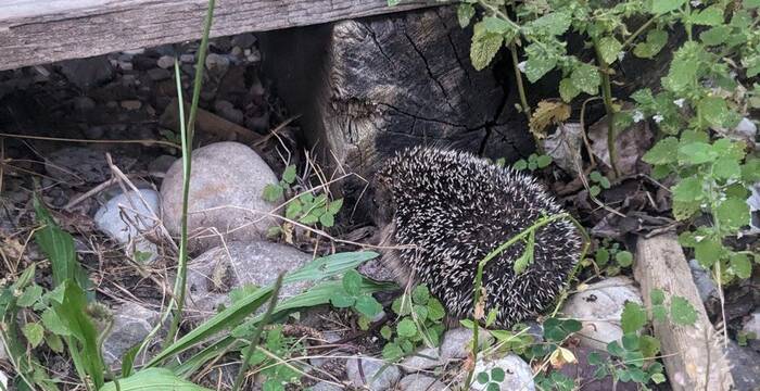 Igel im Garten