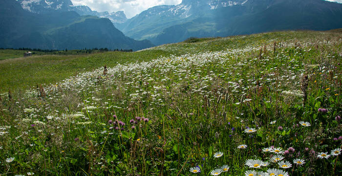 Biodiversité maximale sur l'Alp Flix