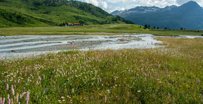 Maximale Biodiversität auf der Alp Flix