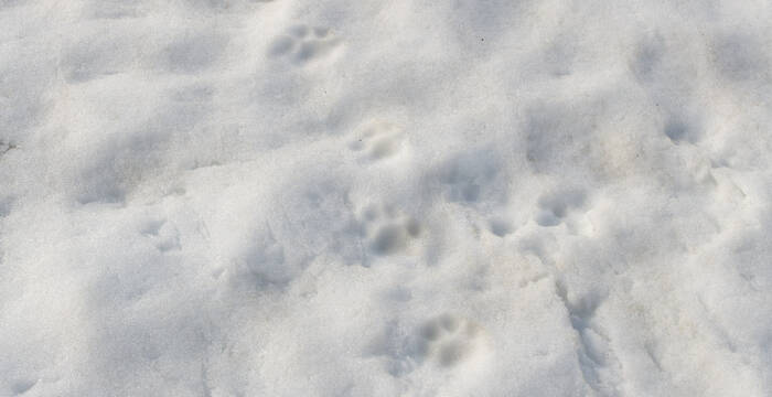 Traces de lynx dans la neige