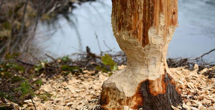 Arbre rongé par un castor